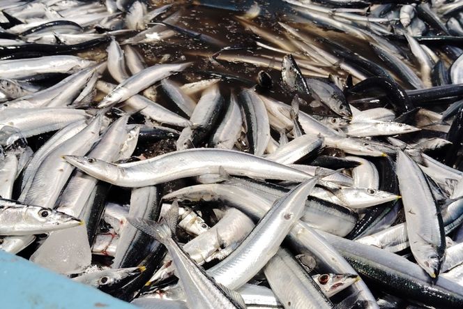 缶詰 やわらかさんま 醤油煮 ＆ 味噌煮 各4缶 計8缶 [ミヤカン 宮城県 気仙沼市 20564175] サンマ さんま 秋刀魚 おかず 酒の肴 惣菜 つまみ 長期保存