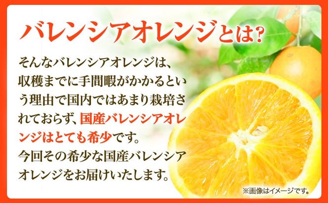 【ご家庭用訳あり】※先行予約※希少な国産バレンシアオレンジ 約7kg 株式会社魚鶴商店《2026年6月下旬-7月上旬出荷》和歌山県 日高川町---wshg_uot144_6g7j_25_16000_7kg---