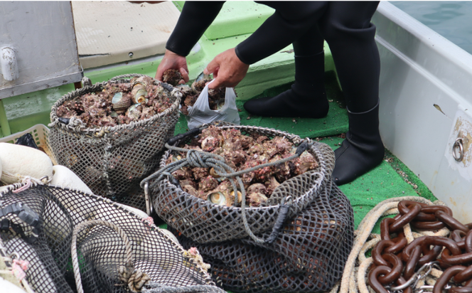 サザエ　約1ｋｇ（8個～15個）日本海の新鮮なサザエをお届けします！ 冷蔵便 サザエ 栄螺 貝 海鮮 BBQ さざえご飯 壺焼き 刺身 バーベキュー　大きさ不揃い 訳あり 海鮮 夏休み BBQ バーベキュー キャンプ お盆 海 大人気 国産