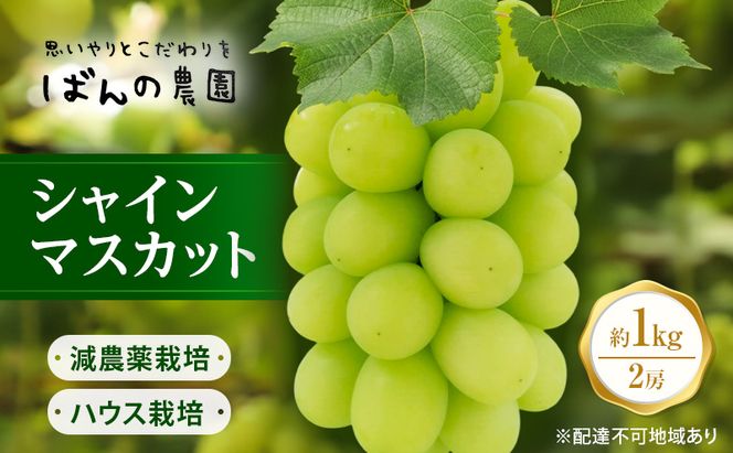 ぶどう 2026年 先行予約 シャインマスカット 約1kg 2房 減農薬／ハウス栽培 ブドウ 葡萄  岡山県産 国産 フルーツ 果物 ギフト ばんの農園 果物類 シャインマスカット 