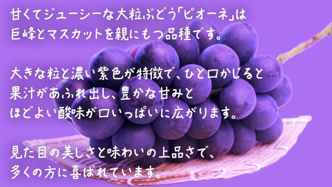 【 お中元 熨斗付き 】 ピオーネ ２房 【2026年8月上旬発送開始】(茨城県共通返礼品：大子町) ブドウ ぶどう 葡萄 ピオーネ 果物 フルーツ 果実