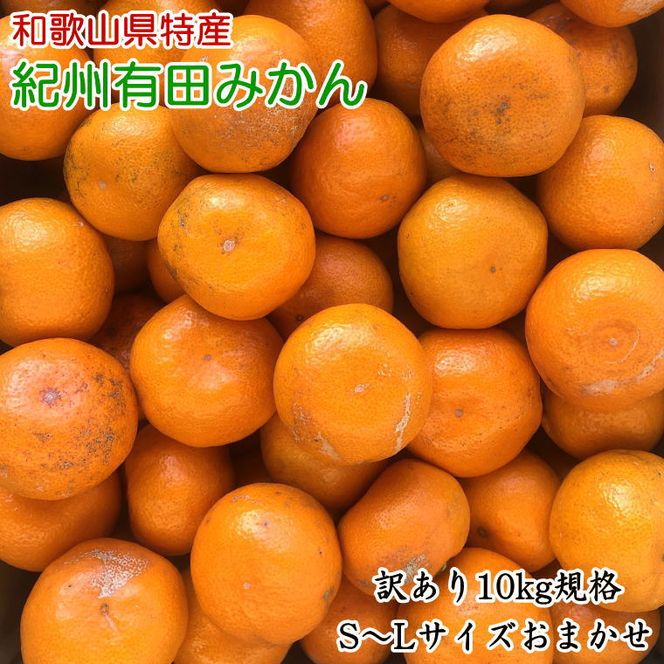 ZD7020_【2026年先行予約】【訳あり】 和歌山 有田みかん 10kg (S～Lサイズいずれかお届け)
