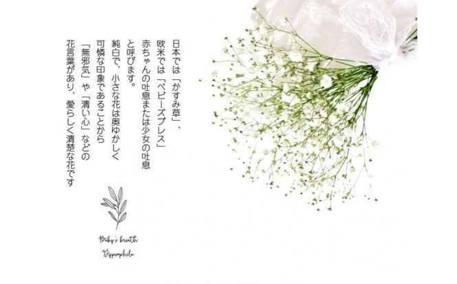 チェリーかすみの花束 かすみ草 カスミソウ 花束 花 誕生日 成人式 卒業祝い 初節句 ひな祭り バレンタイン お返し 結婚 ウエディング 送別 祝い プレゼント 結婚祝い お礼 花束 赤いかすみ草 チェリー レッド 生花ドライフラワーにも 送料無料 お母さん 記念日 272230_BG110