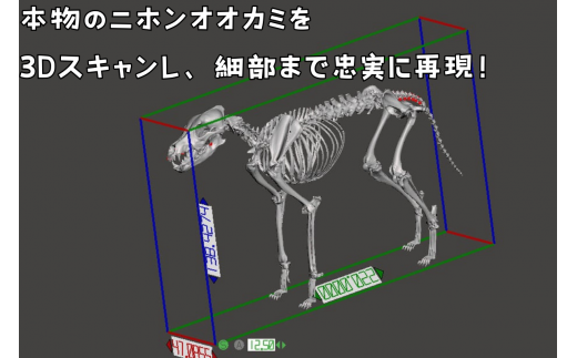 【ニホンオオカミ】 縮小 全身骨格レプリカ　/　レプリカ 標本 コレクション プラモデル 動物標本 骨格レプリカ 狼 フィギュア インテリア 模型 動物 博物館 骨格 頭蓋骨 ミニチュア 3Dプリント 【anf004】