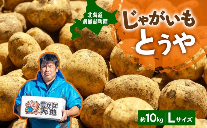 北海道産 青野農園 じゃがいも とうや Lサイズ 約10kg 2026年10月初旬～12月下旬頃お届け 先行予約 北海道 ジャガイモ トウヤ 馬鈴薯 ポテト 芋 いも イモ 黄色 旬 野菜 農作物 産地直送 お取り寄せ 国産 