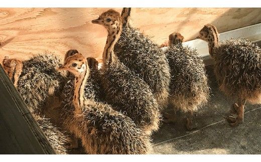 【数量限定】筑西産すりおろし梨果汁使用！筑西産ダチョウヒレ肉＆茨城産銘柄豚ローズポークの【ちくせいジンギスカン】[CF004ci]