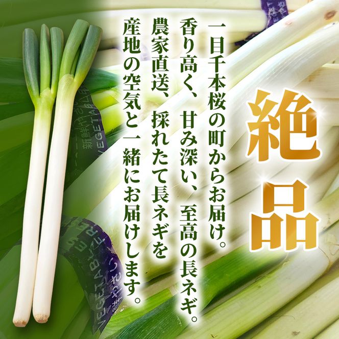 長ねぎ 約3kg 新鮮 野菜 ねぎ 葱 野菜 やさい 新鮮 鍋 薬味 焼きネギ 業務用 家庭用 宮城県 大河原町