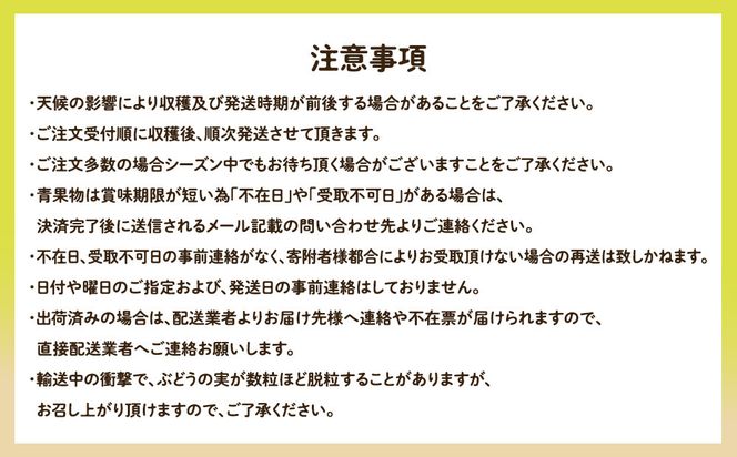 955.【先行予約】【訳あり】シャインマスカット（350ｇ前後）と旬の梨（5玉）セット≪ぶどう、マスカット、ブドウ、葡萄、なし 果物 フルーツ くだもの 鳥取県北栄町≫※8月下旬頃～9月中旬頃に順次発送 313726_AN001