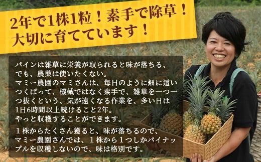 《2026年6月～8月順次発送》【先行受付】希少！濃厚！「枝元完熟・てのひらジュワリーパイン」 【 沖縄県 石垣 石垣島 パイン 果物 フルーツ パイナップル 離島のいいもの 沖縄いいもの石垣島 】OI-5
