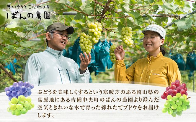 ぶどう 2026年 先行予約 ぶどう ウインク 1房 約500g  減農薬／ハウス栽培 ブドウ 葡萄  岡山県産 国産 フルーツ 果物 ギフト ばんの農園 種なし 