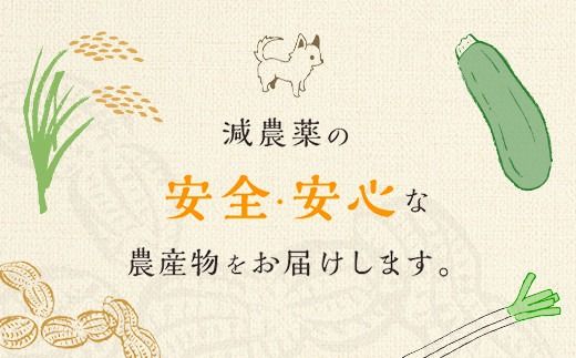 【先行予約】【11月上旬から発送】落花生・Ｑなっつのアイス10個セット（プレーン5個・キャラメルピーナッツ5個） ／ふるさと納税 ピーナッツ ナッツ 豆 落花生 アイス 千葉県 山武市 SMAH006 