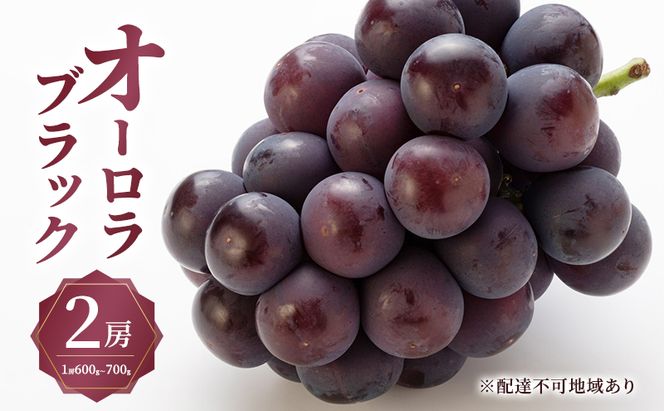 ぶどう 2026年 先行予約 オーロラ ブラック 2房（1房600g～700g） 大粒 種無し ブドウ 葡萄 岡山県産 国産 フルーツ 果物 ギフト MAKANAファーマーズ 果物類 オーロラブラック