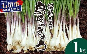 ≪2026年2月下旬～5月下旬発送≫採れたて島らっきょう １㎏ 【 沖縄県 石垣市 野菜 らっきょう 島らっきょう おつまみ 採れたて 料理 漬物 天ぷら おかぴ農園 産地直送 】OK-01