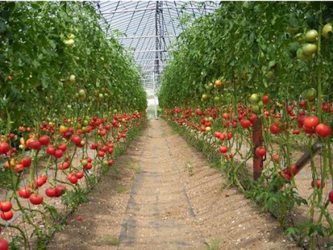 【煙樹の松野菜ブランド】
松とまと（アイコ）松きゅうりセット 2025年11月中旬～2026年6月上旬頃に順次発送予定