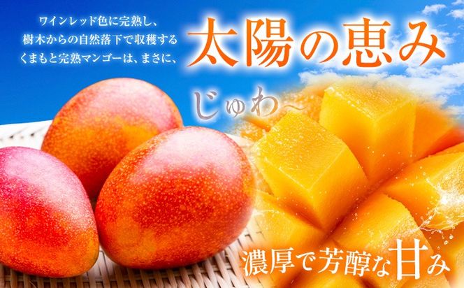 くまもと完熟マンゴー 2～3玉(約1kg～1.2kg前後) 熊本県玉名郡玉東町『清田ファミリー農園』マンゴー 完熟 秀品【日付指定不可】《5月下旬-8月末頃出荷》---gkt_kyfm_2_1kg---