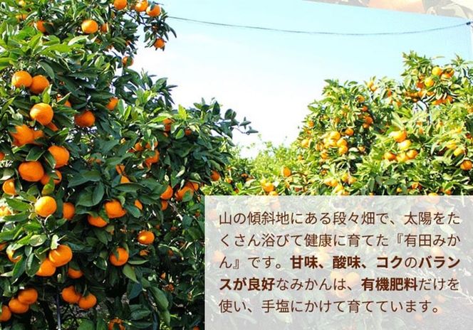 ＼光センサー選別／こだわりの完熟有田みかん 6kg＋150g(傷み補償分) 【ご家庭用】サイズ混合 ｜ふるさと納税 みかん 有機質肥料100%◇