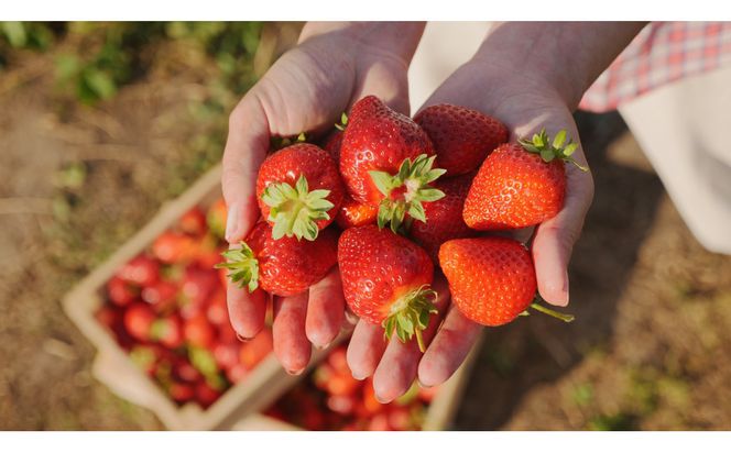 こだわり栽培 いちご 【食べ比べ】約1kg おいCベリー＆ゆめのか(各2パック)【2026年1月下旬～2026年4月末までお届け】 232238_DS010