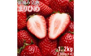 朝摘み完熟まりひめ約1.2kg（300g前後×4トレイ）［和歌山ブランド苺まりひめ］［こだわりの土耕栽培のいちごを農家直送］［IKE97］ 303446_BB017