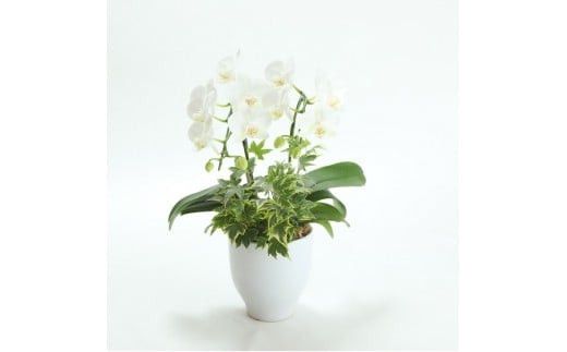 季節ごとに届く、えらべるお花　Sサイズ（4回お届け）【季節ごとに届く、えらべるお花 Sサイズ フラワーライフ 世界らん展 フラワードリームジャパンカップ フラワーアレンジメント 6種類のフラワースタイル 神奈川県 小田原市 】 142069_BN032
