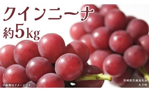 クインニーナ 約5kg (7～9房) 【2026年9月上旬発送開始】(茨城県共通返礼品：大子町) ぶどう 葡萄 ブドウ 果物 フルーツ 果実        