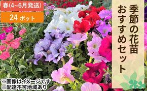 春 の 花苗 おすすめ セット 24ポット(4～6月発送) ガーデニング 園芸 お花 花 フラワー 