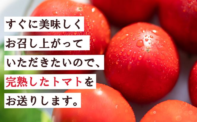 トマト 野菜ソムリエが育てた うしの惠フルーツトマト 1kg(500g×2) 甘い フルーツトマト 高知 アレンジ サラダ 鍋 サンドイッチ 完熟 リコピン 甘い あまい 贈答 国産 mj-0025