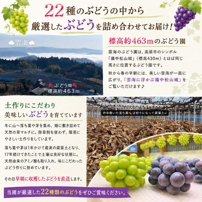 園主おまかせ！ぶどう3～4種詰め合わせセット 3房～4房入り 約2kg 化粧箱 岡山県 高梁市産