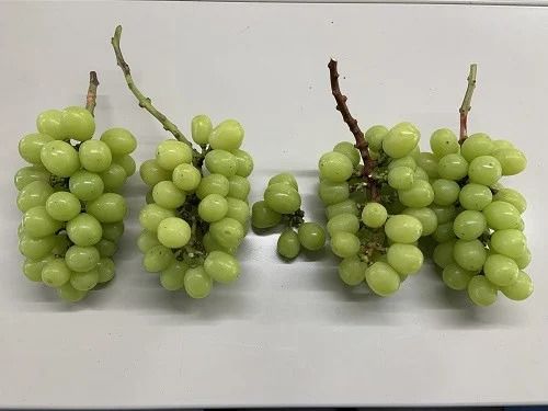 【2026年先行予約】【訳あり】 NISSHOKU FARM ご家庭用シャインマスカット 約1.0㎏（1～3房） / 甘い 岡山 訳アリ わけあり ぶどう ブドウ 葡萄 シャインマスカット 先行予約 フルーツ 果物 特選 真庭市 フルーツ王国【nisfarm019-01】