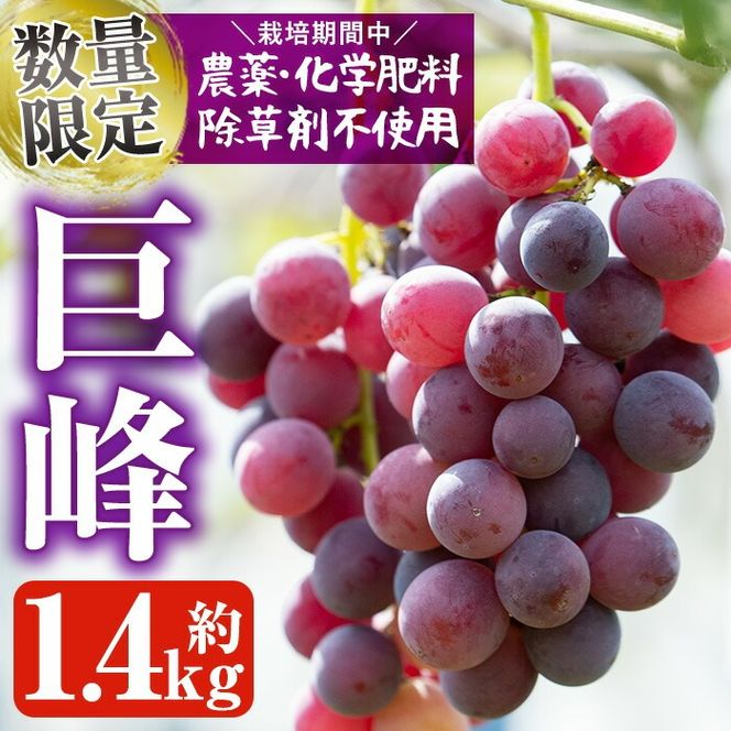 ＜先行予約受付中！2026年8月中旬以降順次発送予定＞鹿児島県産 巨峰(約1.4kg・3～4房) 国産 ぶどう ブドウ 葡萄 果物 フルーツ セット 期間限定 数量限定【落合ぶどう園】akn025-01