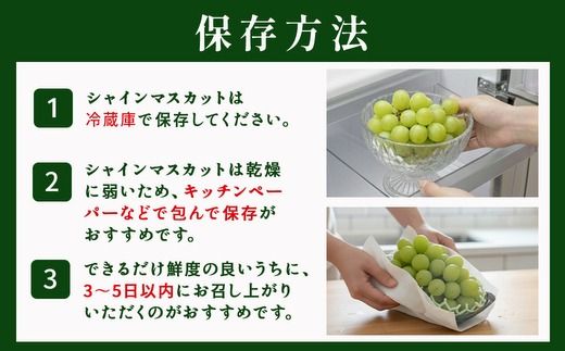 茨城県常総市産 シャインマスカット 約3kg｜ぶどう ブドウ 葡萄 果物 フルーツ 贈り物 ※2026年8月中旬～9月中旬頃に順次発送予定