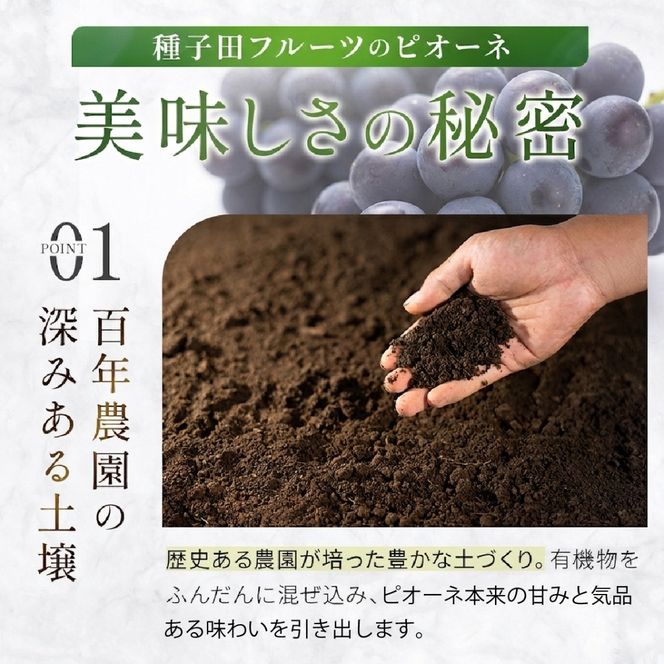 大粒・種なし ピオーネ（ニューピオーネ）2kg ぶどう 葡萄 フルーツ