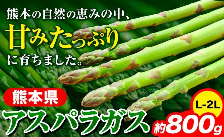 先行予約 アスパラガス アスパラ 約800g (L-2L サイズ) [6月上旬-9月上旬頃より出荷予定] 野菜 やさい アスパラガス 熊本県産 JA---oz_caspr_ad69_r7_10000_800g---