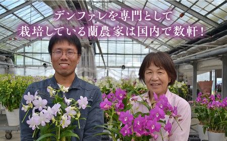 【 10セット 限定 】 デンファレ （ 洋蘭 ） 7本 立ち 《糸島》【和饗エコファーム株式会社】 蘭 洋蘭 デンファレ 花 インテリア お祝い 贈り物 [AVI002]