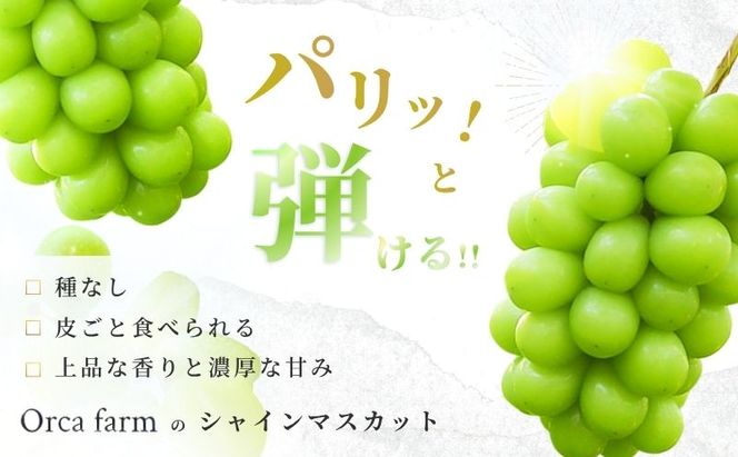 【2026年10月～発送】シャインマスカット 2～4房 約2kg ぶどう ブドウ 葡萄 マスカット 果物 フルーツ 長野県 長野 山ノ内町