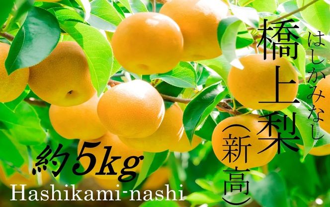 【先行予約】令和8年発送 /辰口農園の橋上梨約5kg(品種:新高)_1222R