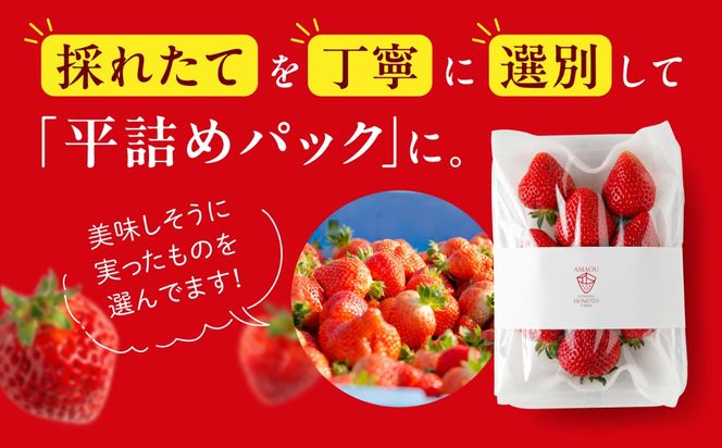 【全3回定期便】【農園直送】糸島のあまおう 270g×4パック (サイズおまかせL〜5L) 果物 フルーツ いちご / 糸島市 / 磯本農園 / TANNAL[ATB011]