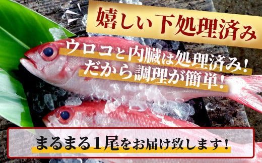 【予約受付】【3月以降順次発送】高級ブランド魚 尖閣赤マチ 1尾 約1kg 下処理済【沖縄三大高級魚】尖閣諸島 刺身 焼魚 煮物 鮮魚 冷凍 ムニエル 天然 洋食 和食 白身魚 高級魚 GK-3