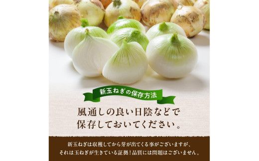 【訳あり】 新たまねぎ　7kg 7キロ 30～40玉 玉ねぎ タマネギ 玉葱 玉ネギ 訳あり 訳有り 規格外 不揃い ふぞろい 野菜 京野菜 京都産　 JA00063