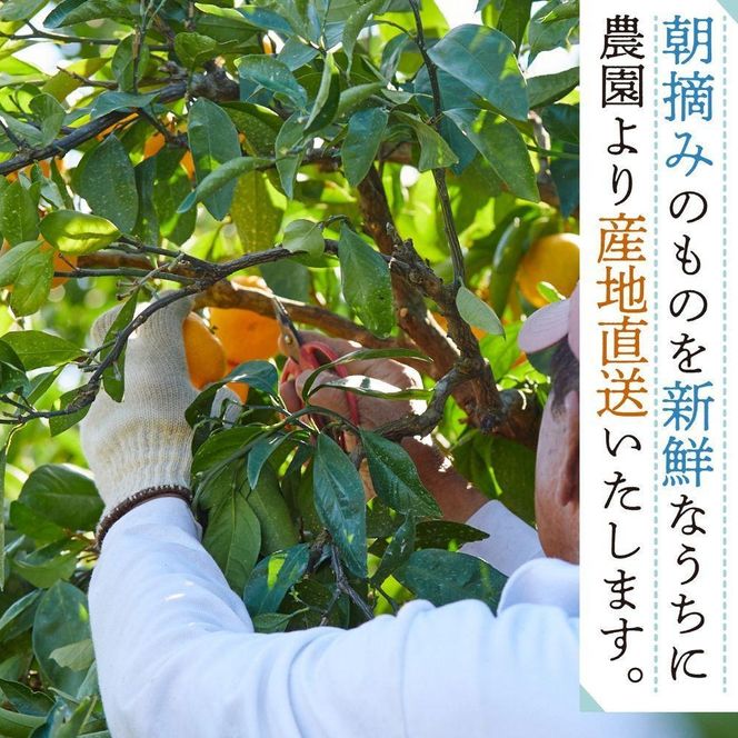 本場有田みかん じぃじのみかん10kg   EC001