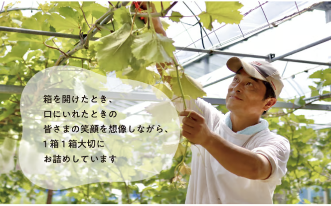 【2026年先行予約】大粒ぶどうの藤稔 お試し１房入 / 房600g以上 (岡山県産) / ふじみのり 藤みのり ぶどう ブドウ 葡萄 先行予約 フルーツ 果物 真庭市 フルーツ王国 きよとう果樹園【KF-B088-03】