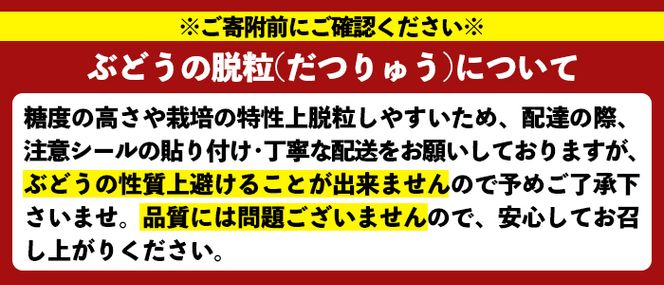 ＜先行予約受付中！2026年8月中旬以降順次発送予定＞鹿児島県産 巨峰(約1.4kg・3～4房) 国産 ぶどう ブドウ 葡萄 果物 フルーツ セット 期間限定 数量限定【落合ぶどう園】akn025-01