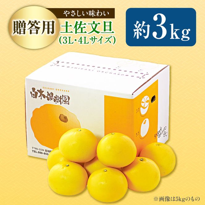【先行予約】【果樹園直送】土佐文旦 特選品贈答用 約3kg 3L～4Lサイズ 5個入り〈2027年2月中旬～3月下旬頃発送〉  /  大玉 ぶんたん ブンタン フルーツ 柑橘 みかん 果物 くだもの 柑橘類 デザート おやつ【白木果樹園】 [BQAI002]