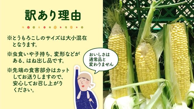 【 先行予約 2025年 6月下旬 以降発送】【 令和7年産 】【 訳あり 】 朝採り とうもろこし （ ゴールドラッシュ ） 約 6kg トウモロコシ スイートコーン コーン 野菜 産地直送 期間限定 岩田さん 昼めし旅 [AX021ya]