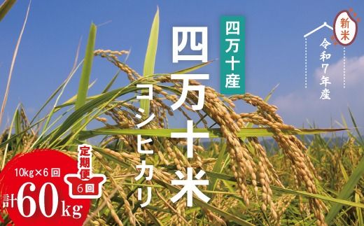 令和7年産 6回 定期便 四万十産 四万十米 コシヒカリ 10kg (5kg×2袋)×6回(計60kg)こしひかり 60kg 令和7年 2025年 精米 白米 米 おこめ こめ コメ ご飯 ごはん ふっくら もちもち 四国 高知 四万十 しまんと 25-947