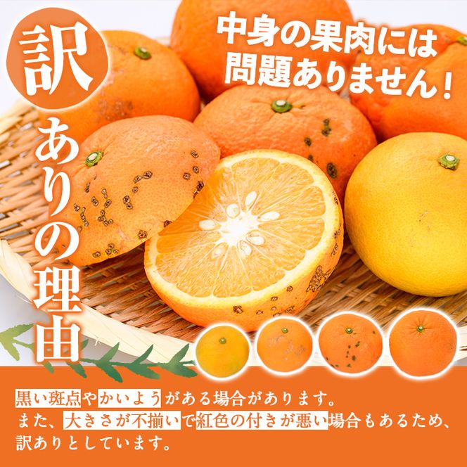 ＜先行予約受付中！2027年2月上旬以降順次発送予定＞訳あり 紅さわ香(約20kg) 国産 鹿児島県 阿久根市 果実 果物 フルーツ 柑橘 みかん ミカン 紅甘夏 期間限定 数量限定 【桐野柑橘株式会社】akn070-19