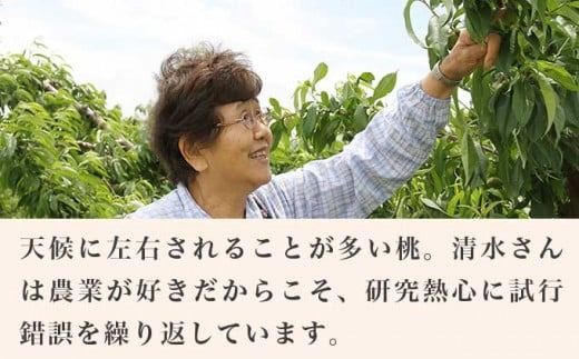 なつっこ (白桃） 約3kg 7～12玉 ［小布施屋］ 桃 白桃 もも モモ フルーツ 果物 令和7年産 【2025年8月上旬～中旬発送】 ［A-5］