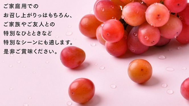 クインニーナ 5kg （8～12房）【2026年9月より発送開始】（茨城県共通返礼品 [ぶどう]：結城市産） 葡萄 赤ぶどう 旬 お取り寄せ フルーツ 甘い 希少品種 デザート