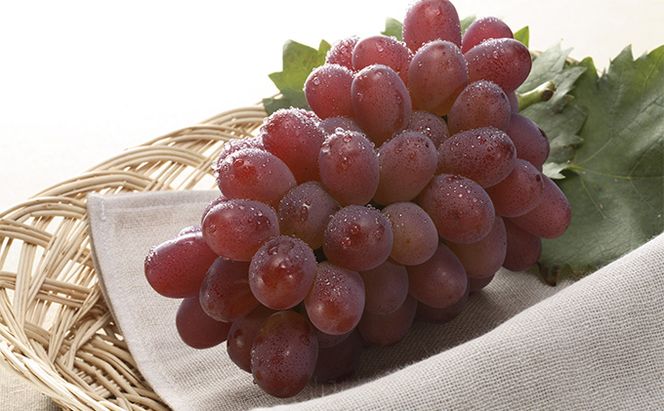 ぶどう 2026年 先行予約 冬 紫苑 1房 700g以上 ブドウ 葡萄  岡山県産 国産 フルーツ 果物 ギフト 環山堂 