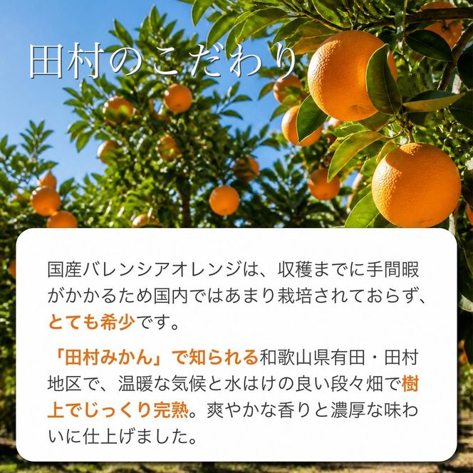 【2027年先行予約】秀品　田村のバレンシアオレンジ　約7kg_G7376