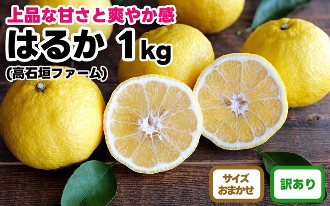 訳あり はるか 1kg M～2Lサイズおまかせ 高石垣ファーム   K017